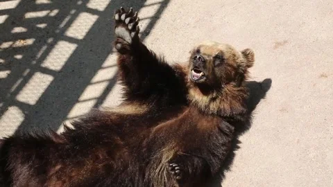  brown bear in the zoo Video stock 310079787