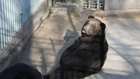 Brown bear in the zoo 動画素材 310079822