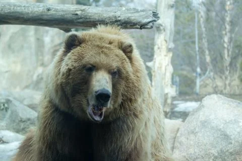 Brown Bear at the zoo Foto stock