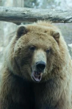 Brown Bear at the zoo Stock Photos