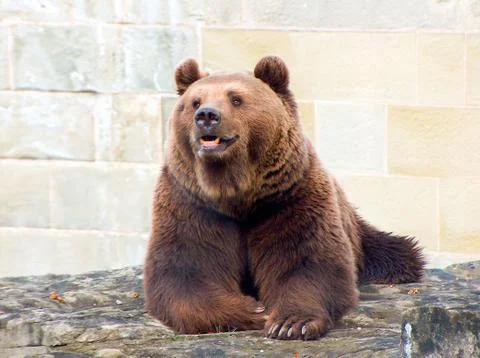 Brown Bear in a Zoo Stock Photos