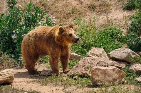 Brown bear in zoo Stock Photos