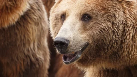 Brown bear zoo, Spain Stock Footage 234435392