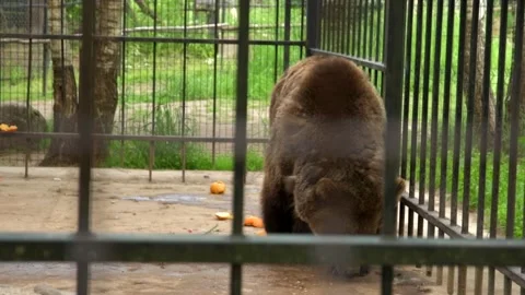 Brown bear in the zoo Walking in the cage. Summer time. Stock Footage 234101530