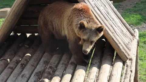 Brown bear in the zoo walking on the grass top view Stock-Footage 282820375