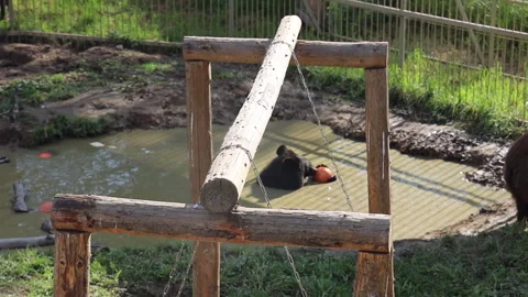 Brown bear in the zoo walking on the grass top view Stock Footage 282820518