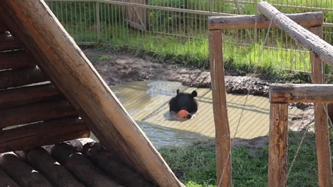 Brown bear in the zoo walking on the grass top view Stock-Footage 282820527