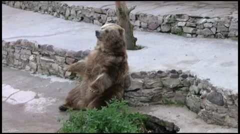 Brown bear1080 Stock Footage 10592646