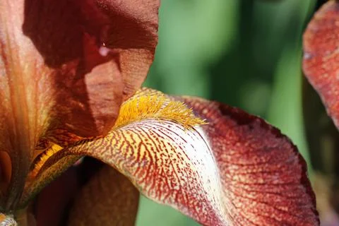 Brown bearded iris flower close up Foto stock