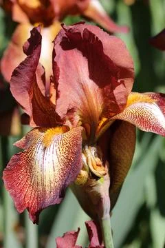 Brown bearded iris flower Stock Photos