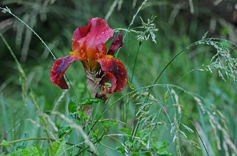 Brown bearded iris with raindrops Foto stock