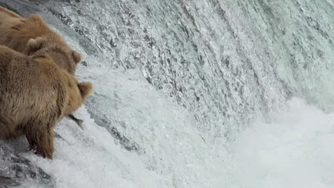 Brown Bears at Brooks Falls Catching Salmon Vídeos de archivo 315172193