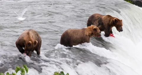 Brown Bears at Brooks Falls Eating Stock Footage 202233260