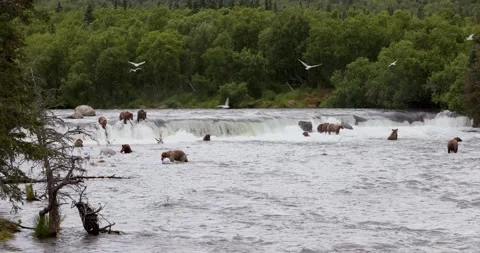 Brown Bears at Brooks Falls Lower Level Stock Footage 202233216