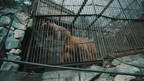 Brown bears in a cage Stock Footage 95041235