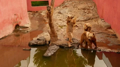 Brown Bears Captured in the Zoo Stock Footage 56343777