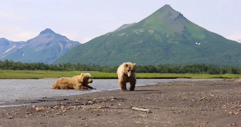 Brown bears cooling down Stock Footage 157653686