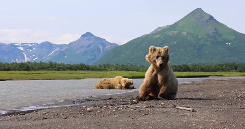 Brown bears cooling down Stock Footage 157653710