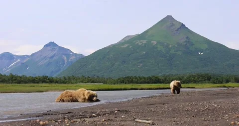 Brown bears cooling down Stock Footage 157653847