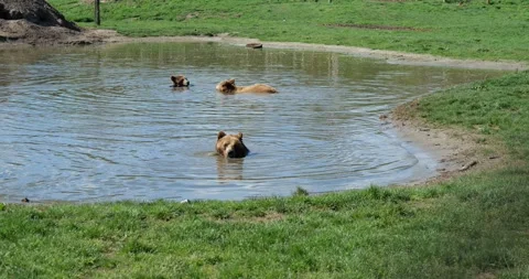 Brown Bears Cooling Off in a Pond Stock Footage 307070589