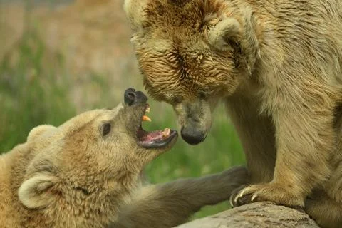 Brown bears fighting Fotos Stock