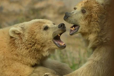 Brown bears fighting Stock Photos