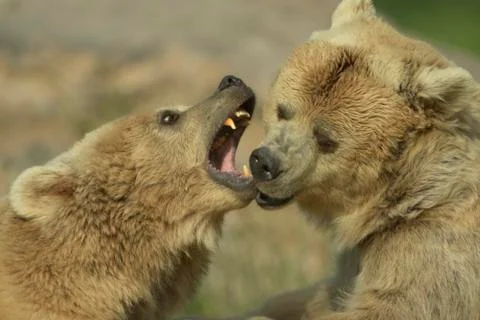Brown bears fighting Stock Photos