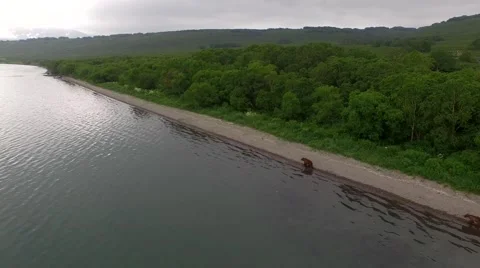 Brown bears Vídeo Stock 54167455