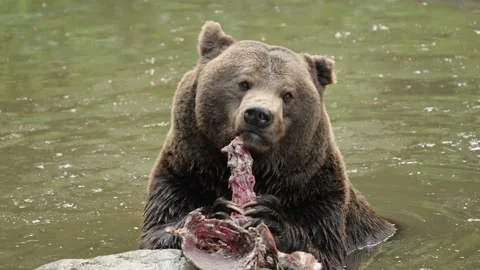 Brown bears Stock Footage 310369758