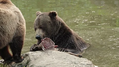 Brown bears Stock Footage 310369777