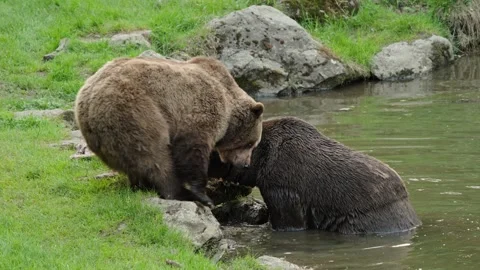 Brown bears Stock Footage 310369786