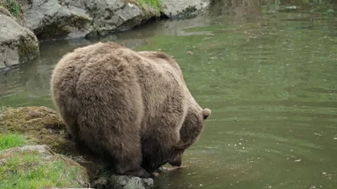 Brown bears Stock Footage 310370339