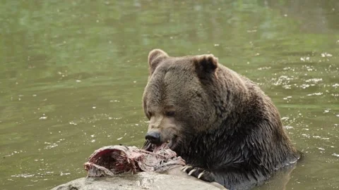 Brown bears Stock Footage 310370405