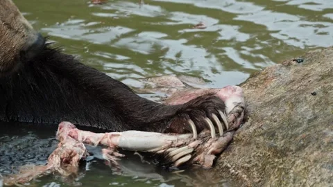 Brown bears Stock Footage 310370782