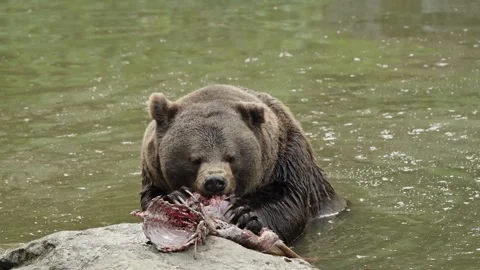 Brown bears Stock Footage 310370802