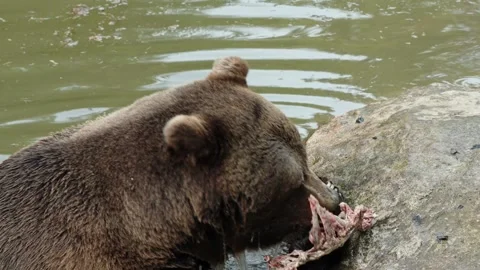 Brown bears Stock Footage 310371120
