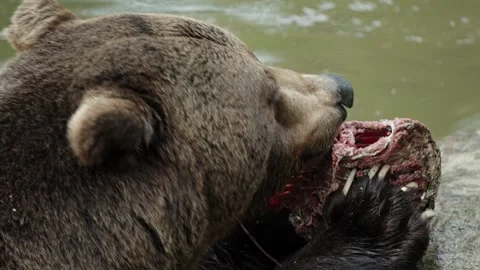 Brown bears Stock Footage 310371338