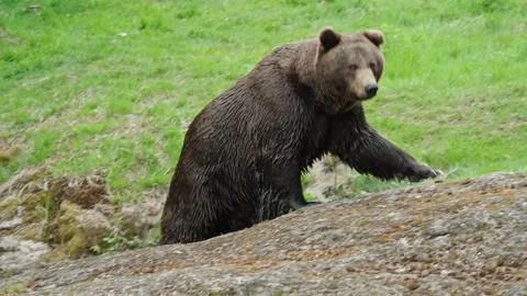 Brown bears Stock Footage 310371406