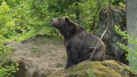 Brown bears Stock Footage 310371607