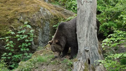 Brown bears Stock Footage 310371714