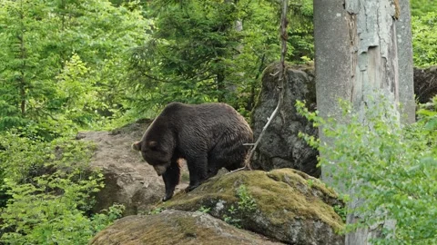 Brown bears Stock Footage 310372048