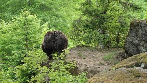 Brown bears Stock Footage 310372113