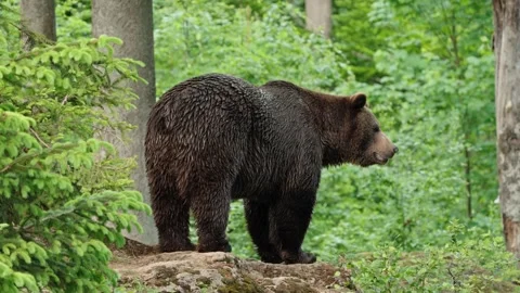Brown bears Stock Footage 310372135