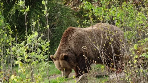 Brown bears Stock Footage 310372153