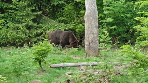 Brown bears Stock Footage 310372273