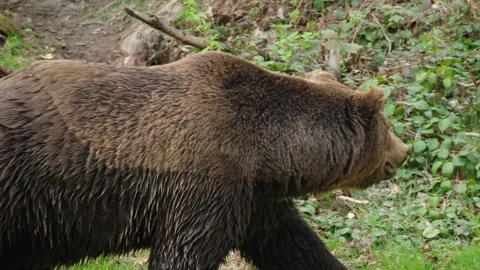 Brown bears Stock Footage 310372575
