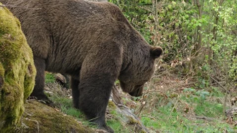 Brown bears Stock Footage 310372757