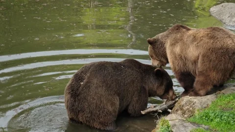 Brown bears Stock Footage 310372771