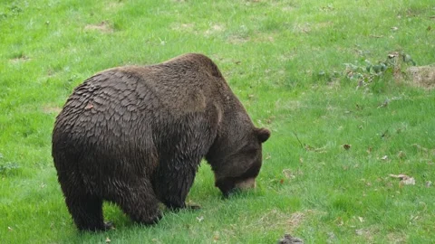 Brown bears Stock Footage 310372949