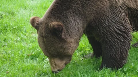 Brown bears Stock Footage 310373259